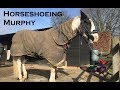 Horseshoeing Murphy
