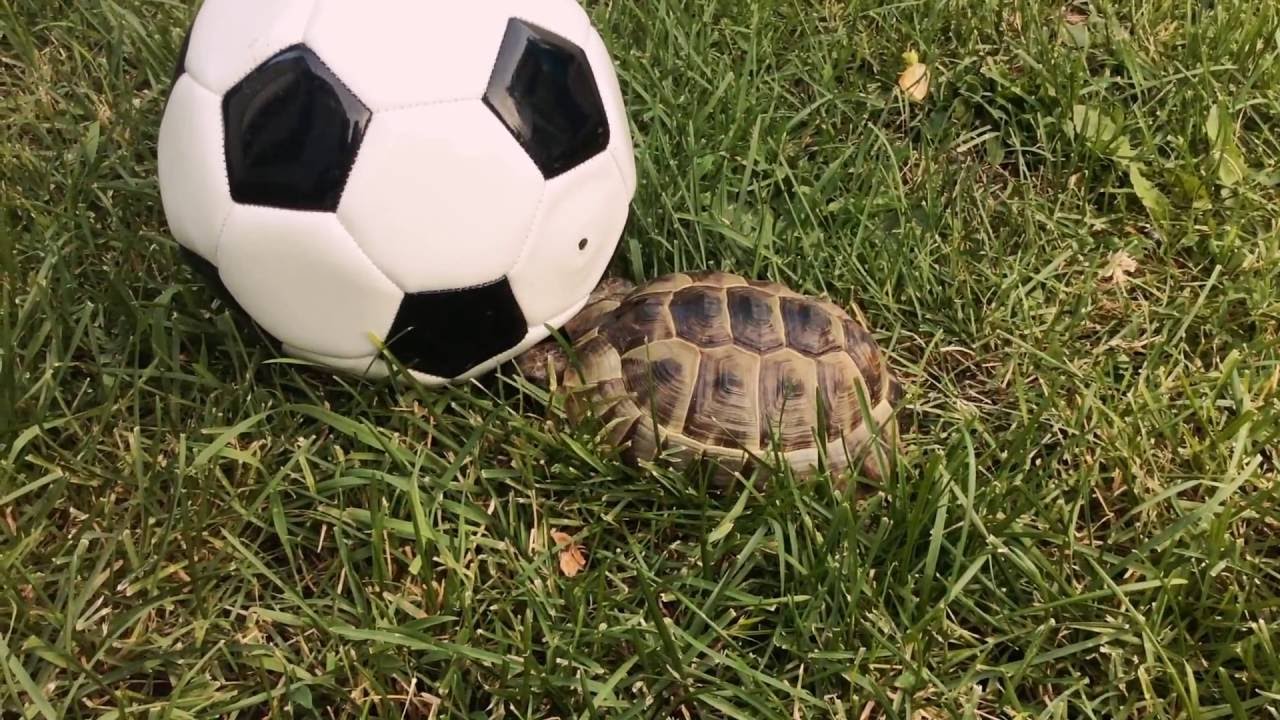 Tortoise playing soccer ! YouTube