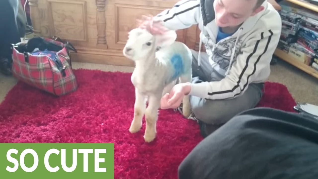 Pet lamb really enjoys head scratch YouTube