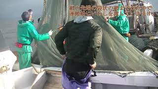 【山口県の漁業】いわし船びき網漁業（瀬戸内海機船船びき網漁業）（山口県周防大島町浮島地区）　　#漁業　#魚　#山口県　#就業　雇用型漁業