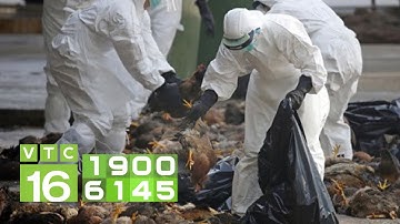 Đáng sợ dịch cúm gia cầm, tỉ lệ tử vong rất cao | VTC16