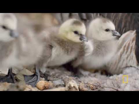 Video: BP-nin Neft Dağılmasından Dörd Il Sonra Vəhşi Təbiət Hələ Də əziyyət çəkir