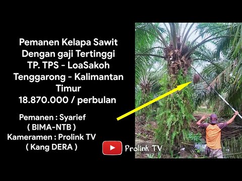 Pemanen Kelapa Sawit Skill Dewa Dan Gaji Tertinggi | Sawit Kalimantan - YouTube