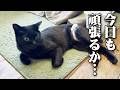 我が家のアイドル黒猫の貫太くんの可愛いルーティーン！