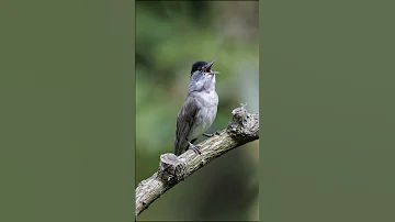 Blackcap Call صوت عصفور تيان 