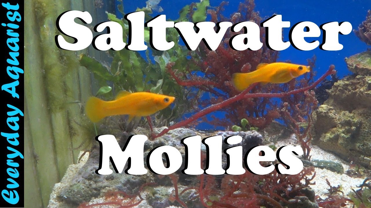 Adding Mollies to Saltwater Reef Aquarium - YouTube