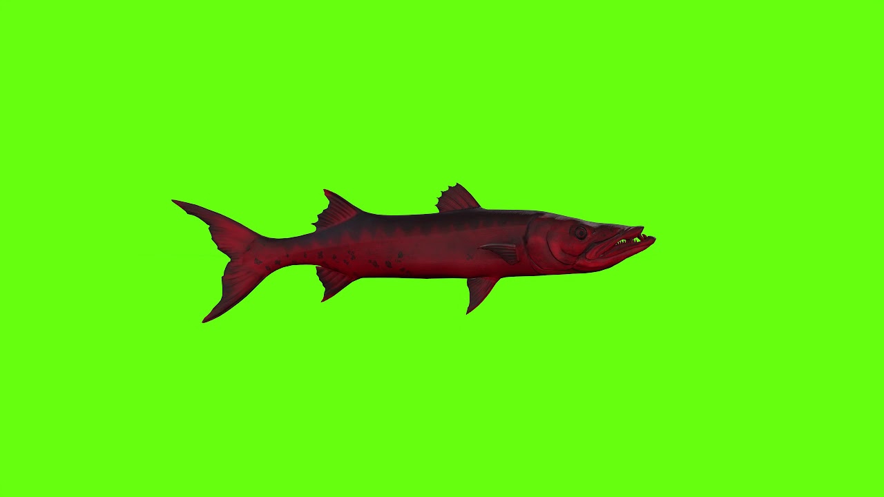 Green Screen Barracuda Fish Videos