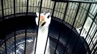 Download Lagu suara burung ruak ruak jinak  di dalam sangkar MP3