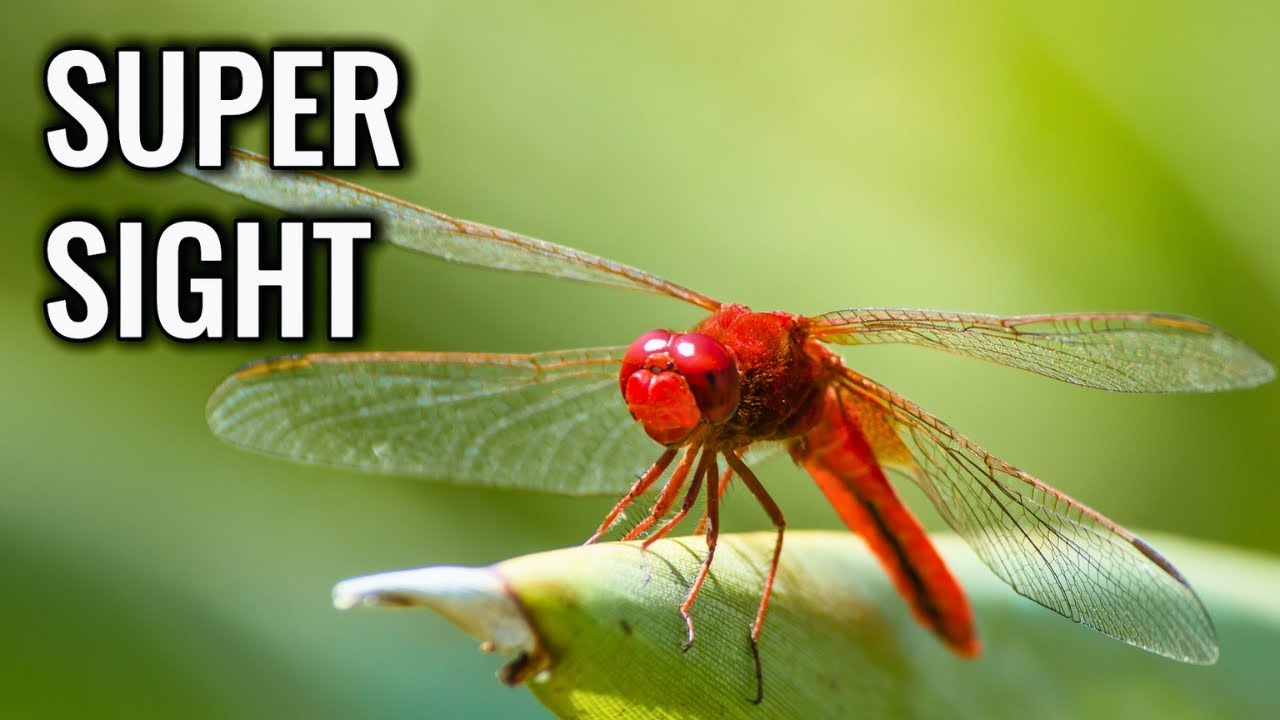 Dragonfly: How Its Hyper-Reflexes Make It Untouchable