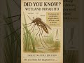 #WetlandMosquito #Mosquito #InsectFacts #BugWorld #Wildlife
