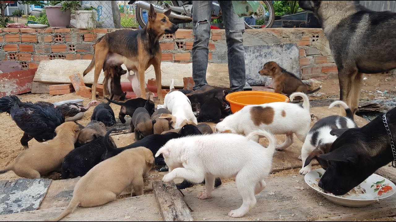 Give delicious food for my puppies and dogs so difficult ep02 - YouTube