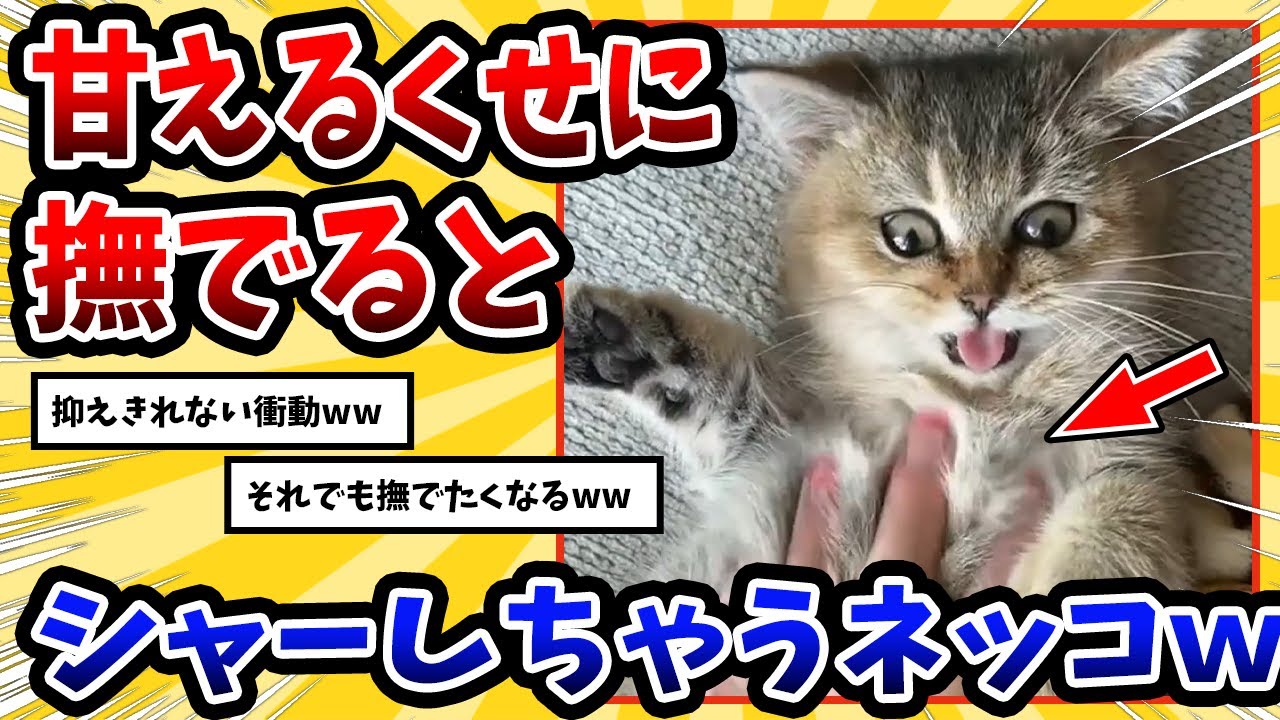 【2ch動物スレ】撫でるとシャーシャーモード突入しちゃうネッコさんww → 可愛すぎて悶絶www