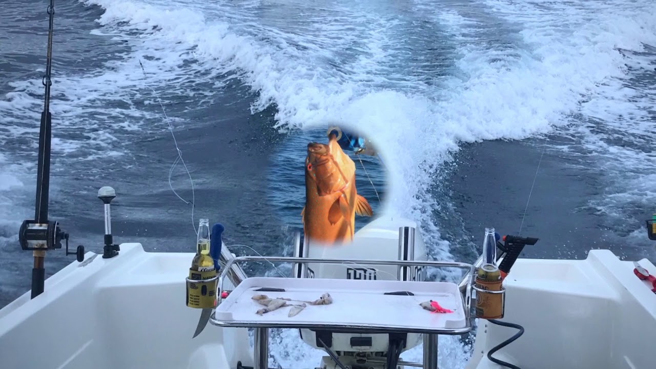 Doghouse Coral Trout/Rankin Cod