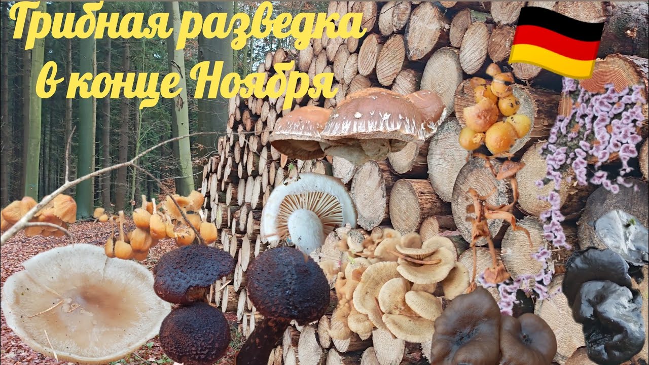 Лесная прогулка и поиск грибов поздней осенью в Германии 🍂