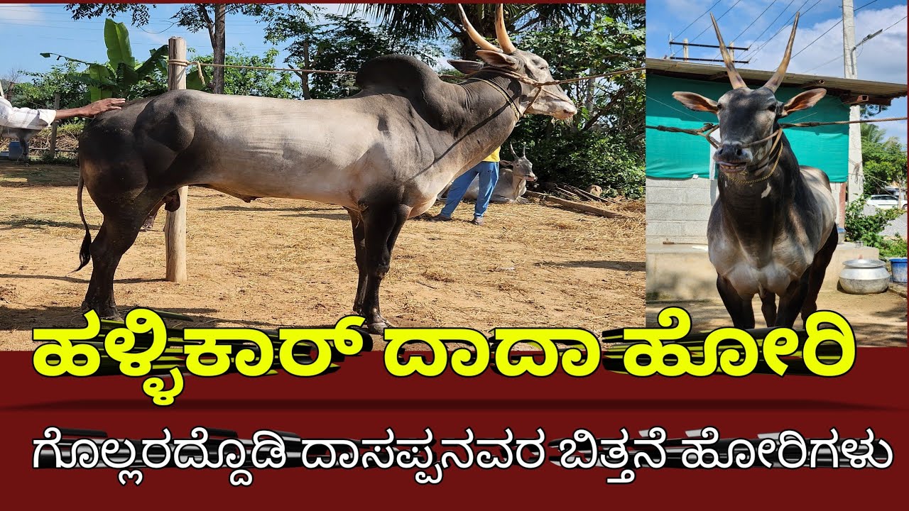 2.26ಲಕ್ಷ ಕ್ಕೆ ಬೃಹತ್ ಮೊತ್ತಕ್ಕೆ ಇದರ ಕರು ಮಾರಾಟ ❤️|hallikar #trending #kannada