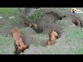 Dachshunds dig the best holes  the dodo