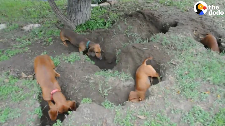 Dachshunds Dig The Best Holes | The Dodo - DayDayNews