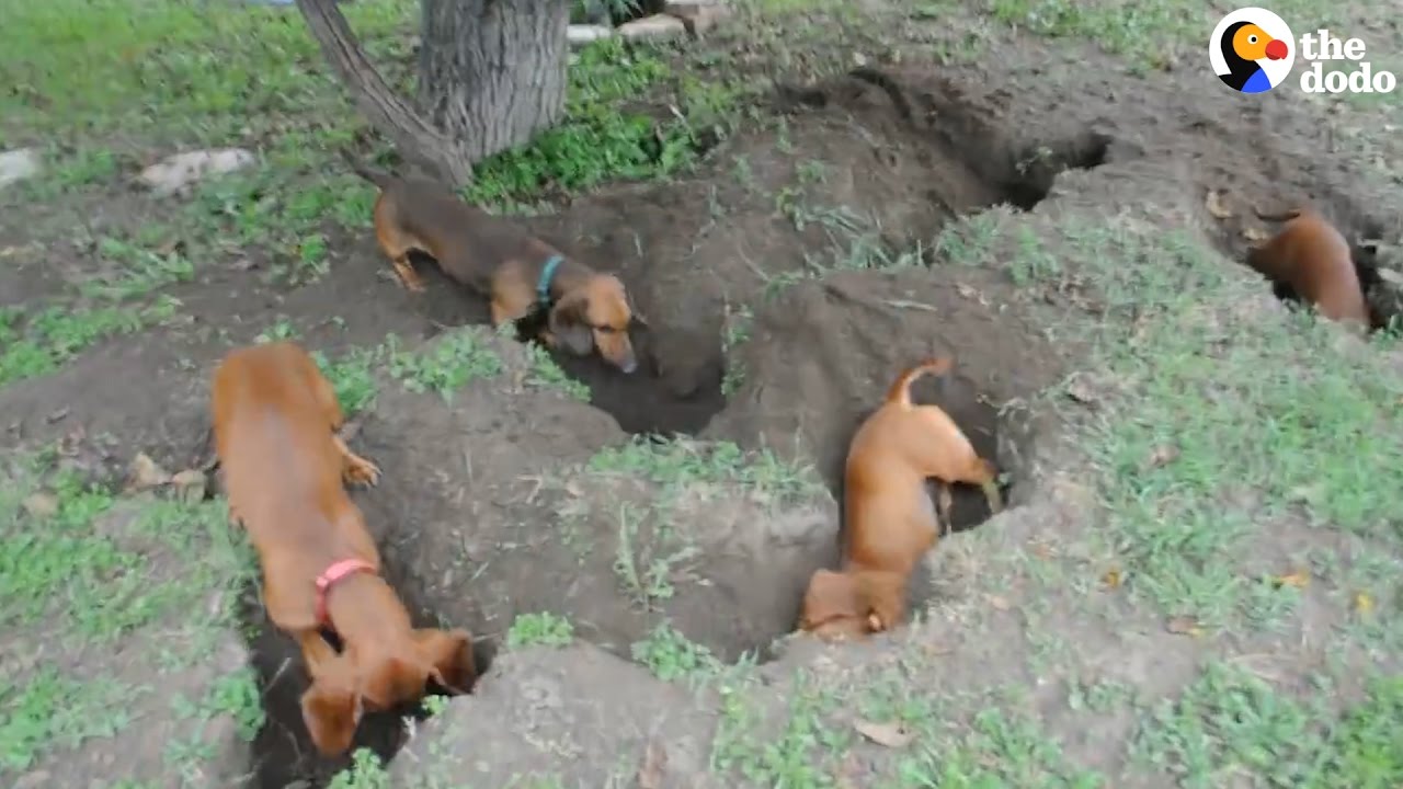 Image result for photos of doxies digging