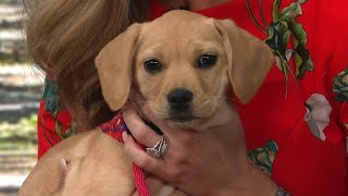 KPRC 2 Pet Project: Meet Twix, the high-energy pup