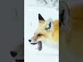 Red foxes rely on their extraordinary hearing to detect rodents moving beneath the snow ﻿🦊 #Shorts