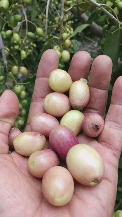 Buah Duwet Putih atau Jamblang Putih