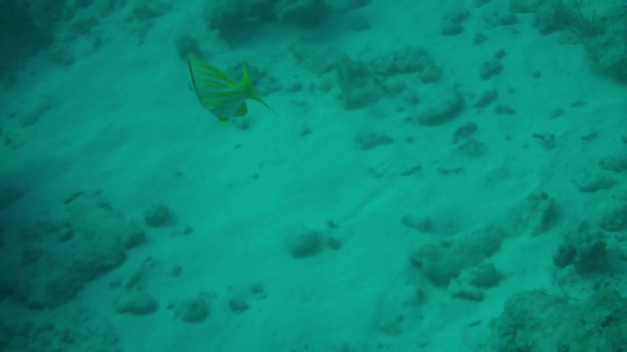 Pork Fish 21 12 03 YouTube