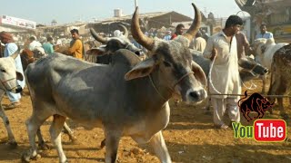 40K@50K Wala Dandi Maal | Malir Cow Market Karachi Cattle Price Update | Big Horen bull price