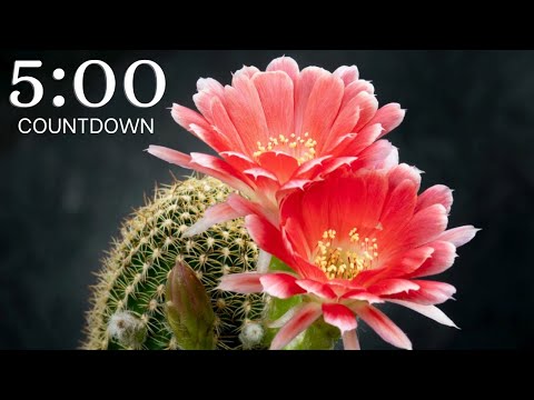 4K 5 Minute Timer Blooming Flowers With Relaxing Music 