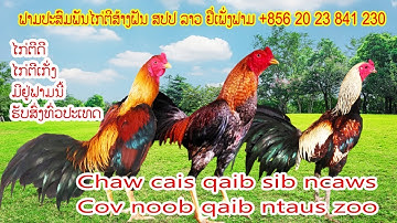 Qaib sib ncaws : Chaw cais noob qaib sib ncaws - noob qaib ntaus zoo  Whatsapp: +85620 23841230