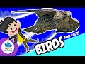 🐦 Fun Facts About Birds | Educational Videos for Children | @HappyLearningENG