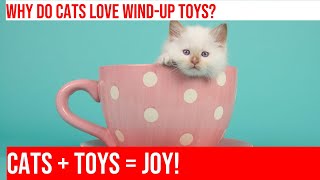 Cats and Their Love of Wind-Up Toys: Spinning Magic! by Meow-sical America 100 views 4 months ago 5 minutes, 26 seconds