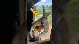 Why Do Kangaroos Flex⁉️😱