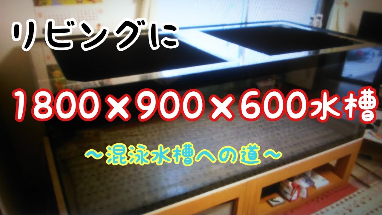 1800×900×600水槽 リビングに置く 混泳水槽への道 アロワナ飼育 紅龍