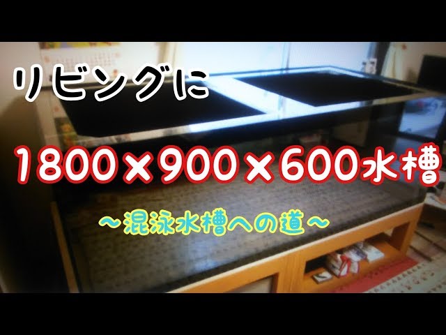 1800×900×600水槽 リビングに置く 混泳水槽への道 アロワナ飼育 紅龍 