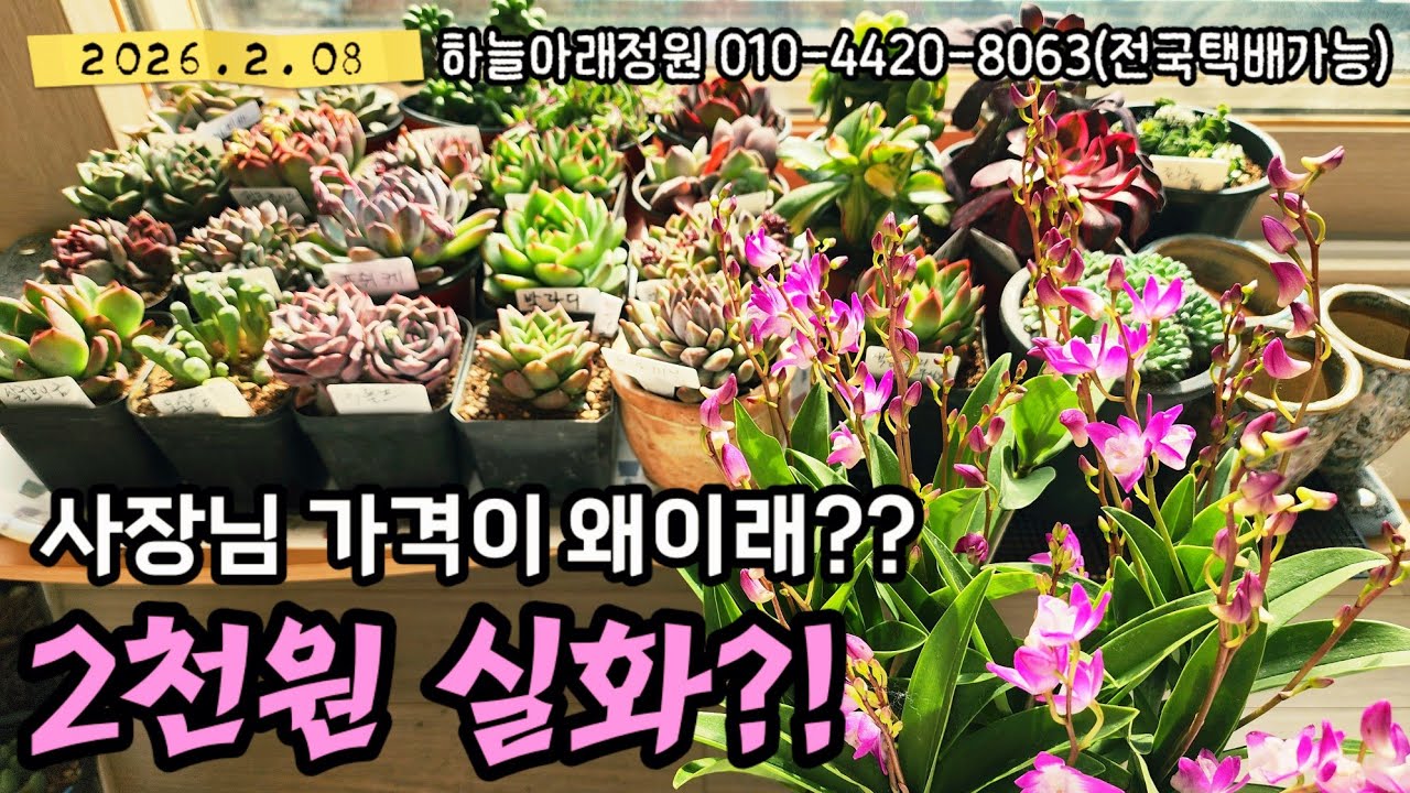 다육이 싸게 파는 곳▶️ 한포트에 2천원‼️골라골라~ #베란다다육이 #다육화분싸게파는곳