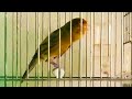 أجمل تغريد طائر كناري التيمرادو الإسباني للتسميع الفراخ Chant Canari Timbrado 2024 أجمل تغريد طائر كناري التيمرادو الإسباني للتسميع الفراخ Chant Canari Timbrado 2024