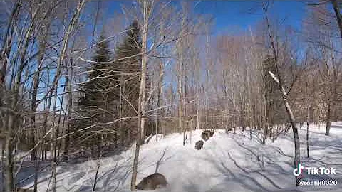 Charged by 30-50 Feral Hogs during Winter Hunt | first person view