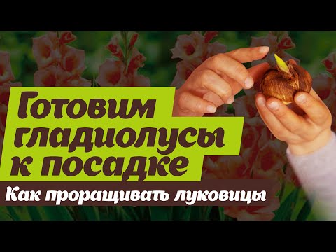 Проращивание гладиолусов.  Как сделать правильно