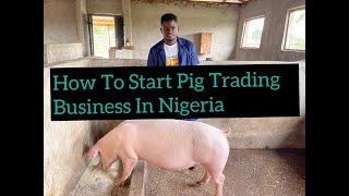 How To Start Pig Trading Business In Nigeria And Make Minimum Of N150,000 Monthly