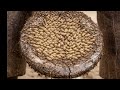 Extreme Horse Hoof Maggots Removal 😱 Thousands of Worms Inside Hoof! Shocking Treatment