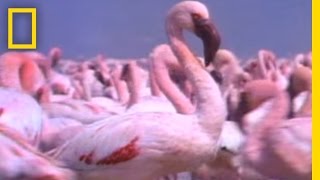 Giant Animal Swarms | Weird Nature
