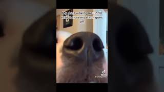 adorable pets | tiktok videos by Randomness_unnieee 1 view 10 months ago 1 minute, 7 seconds