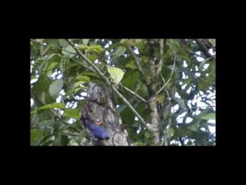 Velvet-fronted Nuthatch 