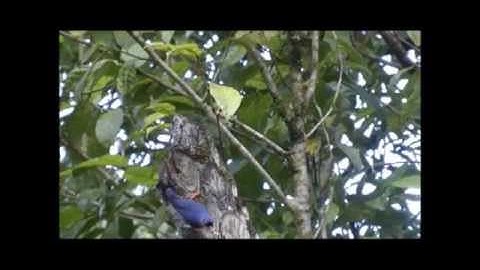 Velvet-fronted Nuthatch