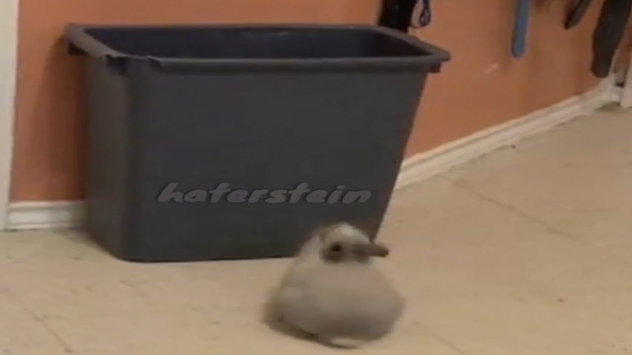 rabbit