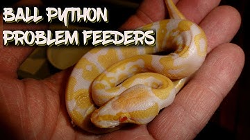 Ball Python Problem Feeders