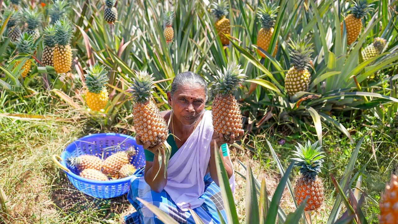 Farm Fresh Pineapple Harvesting - Let’s create some delicious treats