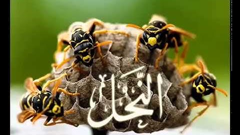 سورة النحل بصوت الشيخ   محمد الحواس