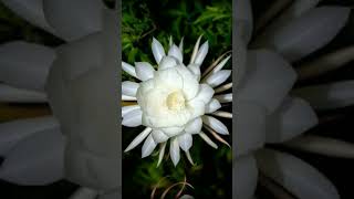 Wijaya Kusuma Flower flowers white viral nature
