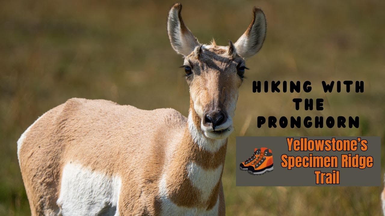 Visiting Yellowstone National Park - Hiking the Specimen Ridge Trail ...